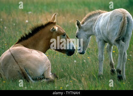 Des chevaux de Przewalski Banque D'Images
