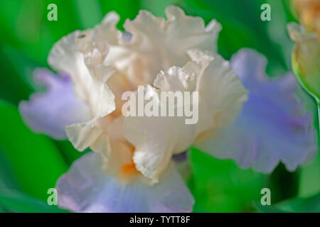 Fleurs d'iris bleu et blanc dans mon jardin en Caroline du Nord Banque D'Images