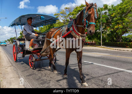 Varadero, Cuba - 8 mai 2019 : Horse transport en taxi dans la rue pendant une journée ensoleillée. Banque D'Images