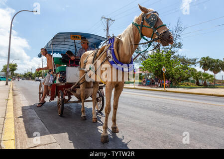 Varadero, Cuba - 8 mai 2019 : Horse transport en taxi dans la rue pendant une journée ensoleillée. Banque D'Images