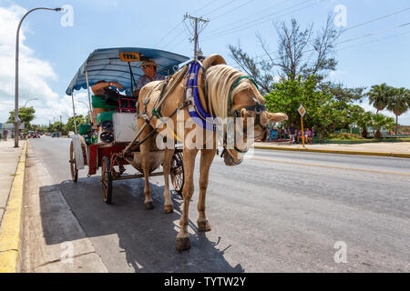 Varadero, Cuba - 8 mai 2019 : Horse transport en taxi dans la rue pendant une journée ensoleillée. Banque D'Images