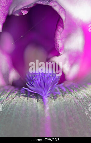 Macro extrême gros plan de l'étamine bleuâtre sur un iris violet foncé s'épanouissent dans mon jardin Banque D'Images