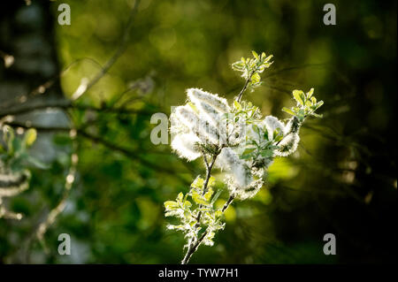 Au coucher du soleil,fleurs,Winzlar Steinhuder Meer, en Allemagne. Banque D'Images