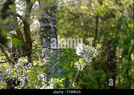 Au coucher du soleil,fleurs,Winzlar Steinhuder Meer, en Allemagne. Banque D'Images