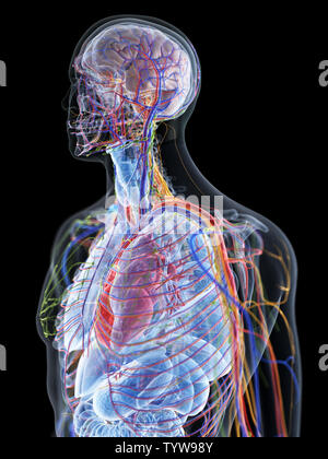 Médicalement en rendu 3d illustration précise de l'anatomie humaine Banque D'Images