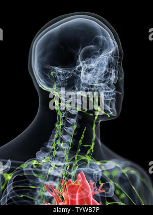 Médicalement en rendu 3d illustration précise du système lymphatique du cou Banque D'Images