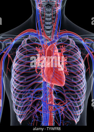 Médicalement en rendu 3d illustration précise du cœur humain Banque D'Images