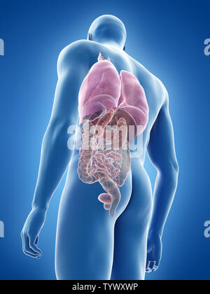 Rendu 3D précis médicalement illustration de l'organes Banque D'Images