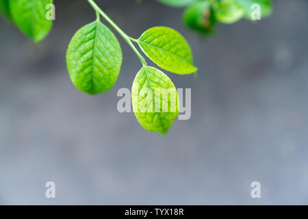 Ce n'est qu'une petite extension de feuilles vertes à la fin d'un close-up c'est un close-up de la fin d'une petite feuille verte qui se déroulait juste Banque D'Images