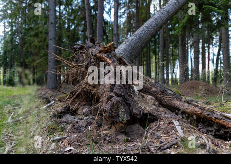 La racine d'un arbre déraciné par le vent. Le pin gris est infirmée dans le complexe de la forêt. Saison de l'été. Banque D'Images