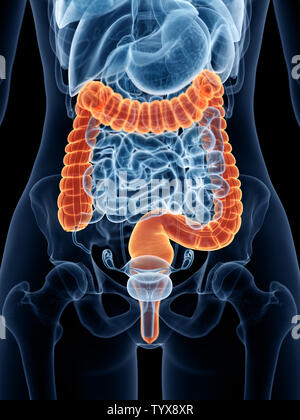 Rendu 3D précis médicalement illustration d'un gros intestin de womans Banque D'Images