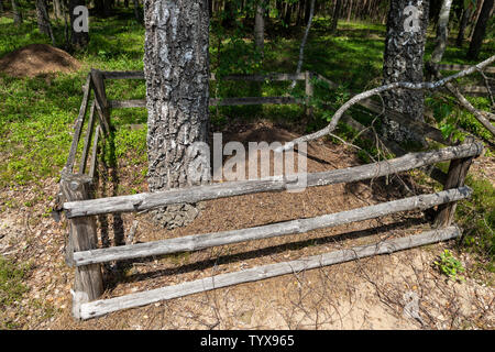 Fourmilière dans les forêts de conifères. Ancienne fourmilière avec une clôture en bois. Saison de l'été. Banque D'Images