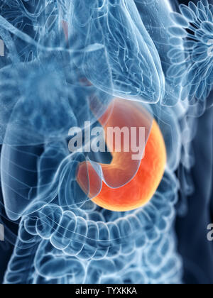 Médicalement en rendu 3d illustration d'un précis de l'estomac de womans Banque D'Images