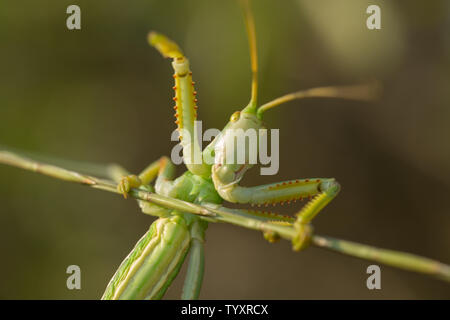 Macro sauterelle verte incect près d'été Banque D'Images