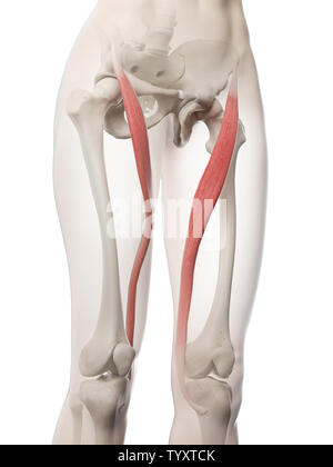 Médicalement en rendu 3d illustration d'une précision Sartorius womans Banque D'Images