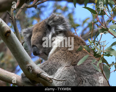 Koala dormir dans un arbre à Cape Otway Banque D'Images