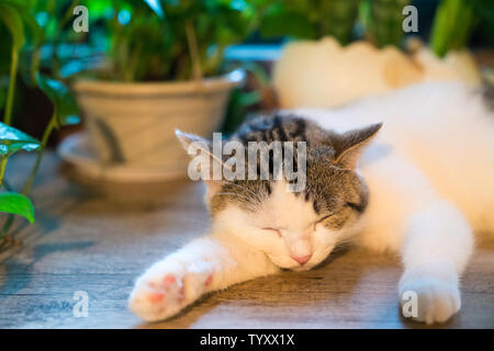 Dormir le ventre chat chats dormir sur le ventre Banque D'Images