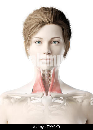 Médicalement en rendu 3d illustration d'un précise sterno-cléido-mastoïdien womans Banque D'Images