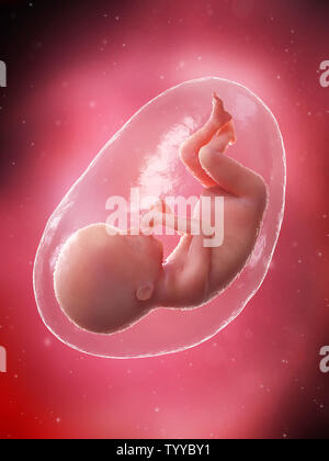 Médicalement en rendu 3d illustration précise d'un foetus - semaine 20 Banque D'Images