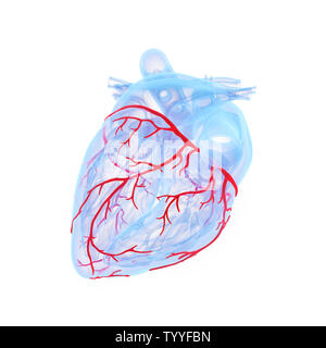 Médicalement en rendu 3d illustration de la précision des vaisseaux coronaires du coeur Banque D'Images