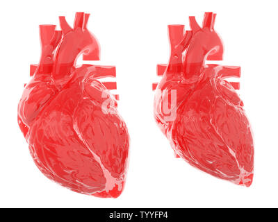 Médicalement en rendu 3d illustration précise du coeur dans la diastole et la systole Banque D'Images