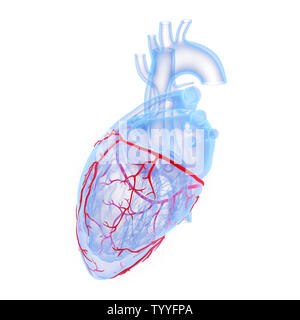 Médicalement en rendu 3d illustration de la précision des vaisseaux coronaires du coeur Banque D'Images