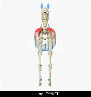 Rendu 3D précis médicalement illustration de l'anatomie équine - muscle gluteus medius Banque D'Images