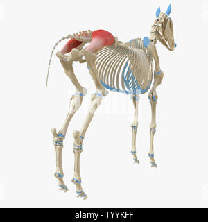 Rendu 3D précis médicalement illustration de l'anatomie équine - muscle gluteus medius Banque D'Images