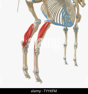 Rendu 3D précis médicalement illustration de l'anatomie musculaire équine - Digitorum Profundus Banque D'Images
