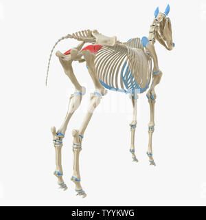 Médicalement en rendu 3d illustration de l'exacte du muscle grand fessier - anatomie équine Profundus Banque D'Images