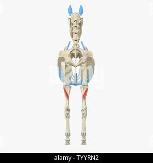 Médicalement en rendu 3d illustration de l'exacte muscle Popliteus - anatomie équine Banque D'Images