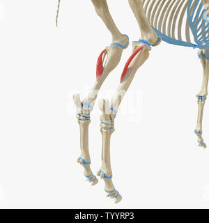 Médicalement en rendu 3d illustration de l'exacte muscle Popliteus - anatomie équine Banque D'Images