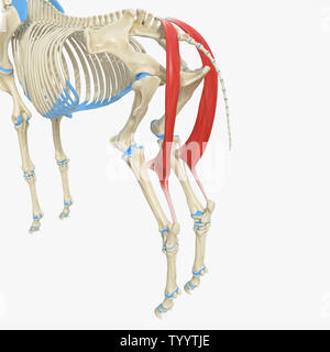 Rendu 3D précis médicalement illustration de l'anatomie équine - Semitendinosus muscle Banque D'Images