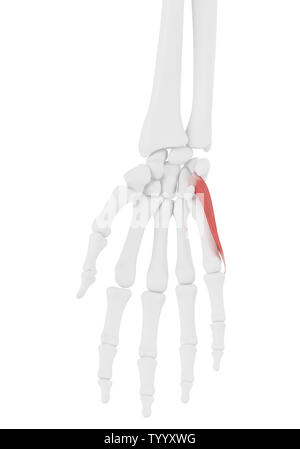 Rendu 3D précis médicalement illustration de l'Opponens Digiti Minimi Banque D'Images