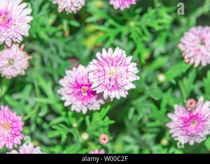 Marguerites roses. Banque D'Images