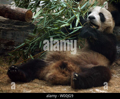 Un panda sauvé de la province du Sichuan, qui a récemment dévasté par un violent séisme, mange de bambou dans un nouvel habitat artificiel dans le zoo de Beijing le 8 septembre 2008. Les pandas géants, connus pour être sexuellement inactives, sont parmi les plus menacées en raison de la diminution de l'habitat. (UPI Photo/Stephen Shaver) Banque D'Images