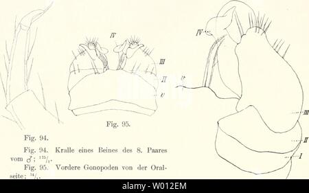 Image d'archive à partir de la page 57 de la faune Die Ergebnisse der südwest-Australiens Banque D'Images