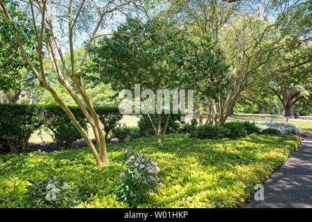 Des chênes majestueux entourent les jardins de la plantation Oak Alley à Vacherie, en Louisiane Banque D'Images