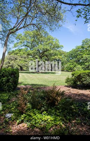 Des chênes majestueux entourent les jardins de la plantation Oak Alley à Vacherie, en Louisiane Banque D'Images