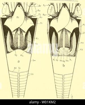 Image d'archive à partir de la page 92 de mourir, j'Cephalopoden Teil (1921) Banque D'Images