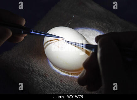 Beijing, Chine, province de Jiangxi. 25 Juin, 2019. Un chirurgien suture chirurgicale pratiques sur la membrane d'un oeuf à la deuxième hôpital affilié à l'Université de Nanchang est à Nanchang, province de Jiangxi en Chine, le 25 juin 2019. Les travailleurs médicaux ont participé à un événement de démontrer leurs compétences à l'hôpital mercredi. Credit : Wan Xiang/Xinhua/Alamy Live News Banque D'Images