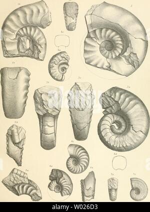 Image d'archive à partir de la page 124 de mourir Cephalopodenfauna Reiflinger der Kalke Banque D'Images