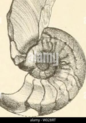 Image d'archive à partir de la page 128 de mourir Cephalopodenfauna Reiflinger der Kalke Banque D'Images