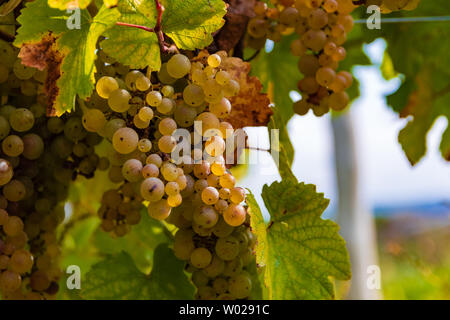 Les raisins Riesling sur la vigne dans les Finger Lakes Banque D'Images