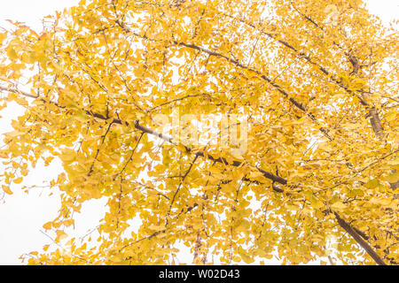 Le Ginkgo biloba feuilles en automne Banque D'Images