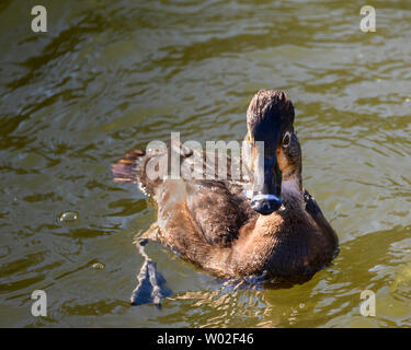 Magnifique canard femelle à col annulaire nageant dans le lac. Oiseau brun à plumes. Note grise à rayures et yeux jaunes intenses. Anneau rouge autour du cou. Ensoleillé, Banque D'Images
