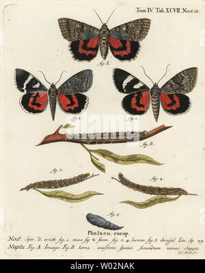 Ailes du papillon, rouge Catocala nupta. Coloriée à la gravure sur cuivre de Johann Carl Bock après Eugenius Johann Christoph Esper's Die Schmetterlinge in Abbildungen nach der Natur, Erlangen, 1786. Banque D'Images