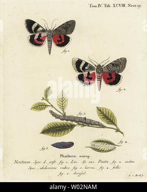 Catocala pacta moth. Coloriée à la gravure sur cuivre de Johann Carl Bock après Eugenius Johann Christoph Esper's Die Schmetterlinge in Abbildungen nach der Natur, Erlangen, 1786. Banque D'Images