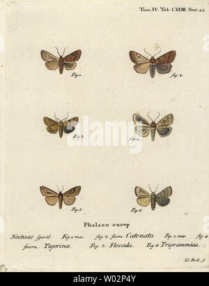 Le châtaignier, Agrochola Flounced helvola 1,2, parsemé de châtaignier, Conistra rubiginea 3,4, brown-ligne des yeux lumineux, Mythimna conigera, 5 lignes et des aigus, Charanyca trigrammica 6. Coloriée à la gravure sur cuivre de Johann Carl Bock après Eugenius Johann Christoph Esper's Die Schmetterlinge in Abbildungen nach der Natur, Erlangen, 1786. Banque D'Images