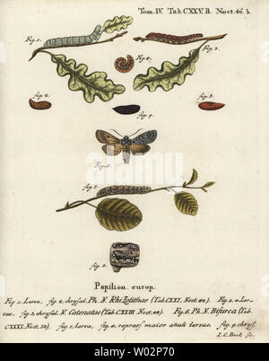 Nœud d'épaule gris, Lithophane ornitopus flounced 1,2, châtaignier, Agrochola helvola 3-5, conformiste, Lithophane furcifera 6-9. Coloriée à la gravure sur cuivre de Johann Carl Bock après Eugenius Johann Christoph Esper's Die Schmetterlinge in Abbildungen nach der Natur, Erlangen, 1786. Banque D'Images